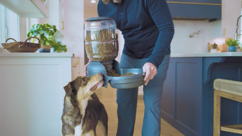 Timeless Style for Every Pet